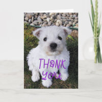Adorable Westie Puppy Foto Danke Karte