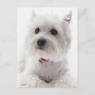 Adorable White West Highland Terrier Postkarte