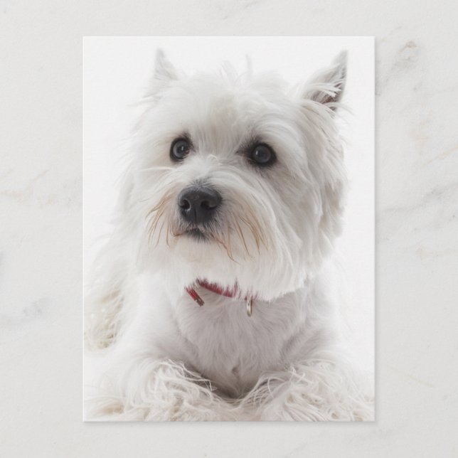 Adorable White West Highland Terrier Postkarte (Vorderseite)
