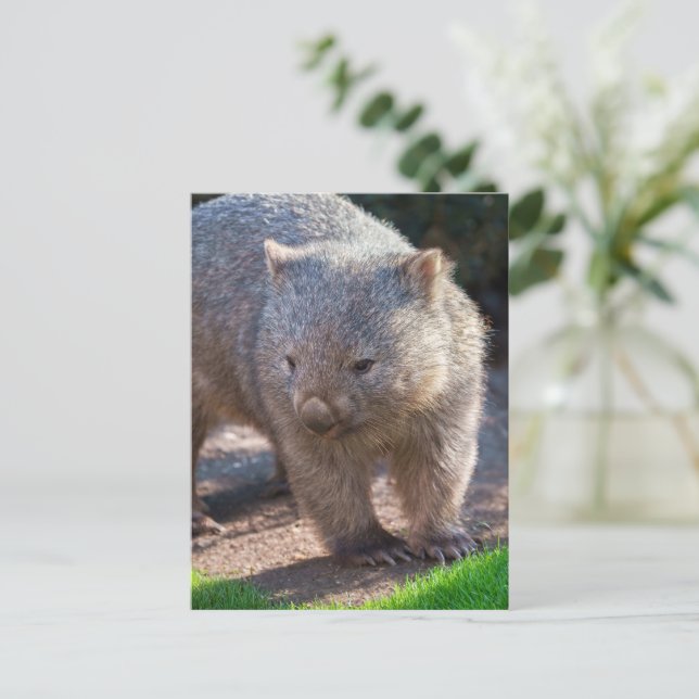 Adorable Wombat Postkarte (Stehend Vorderseite)