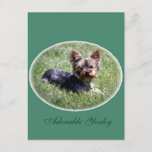 Adorable Yorkie Custom Postcard Postkarte