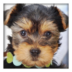 Adorable Yorkshire Terrier Fotodruck