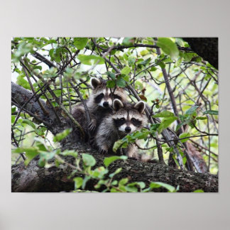Adorable Young Raccoon Pair In Tree Poster
