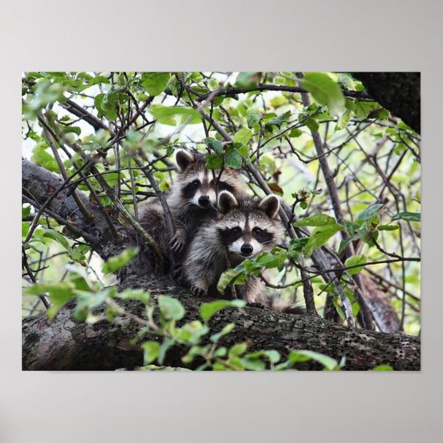 Adorable Young Raccoon Pair In Tree Poster (Vorne)
