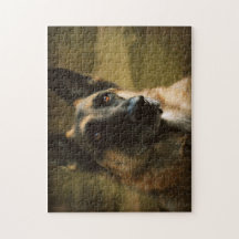 Adoroing Schäferhund-Foto