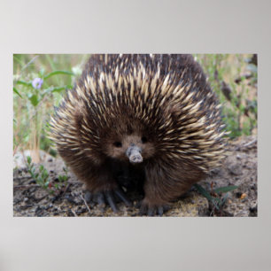 Adortable australische Echidna Poster