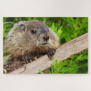 Adortable Baby Groundhog / Woodchuck Up Nah Puzzle