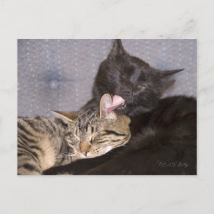 Adortable Black Gray Tabby Cat Vermisst Postkarte