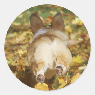 Adortable Corgi Hintern in Herbstlauben Runder Aufkleber