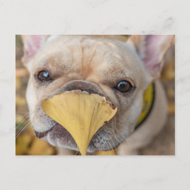 Adortable French Bulldog Postkarte (Vorderseite)