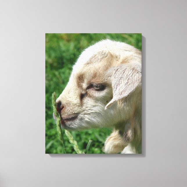Adortable Goat Kid Canvas Print Leinwanddruck (Vorderseite)