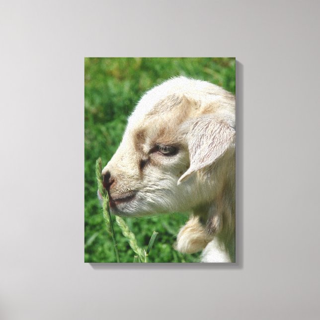 Adortable Goat Kid Canvas Print Leinwanddruck (Vorderseite)