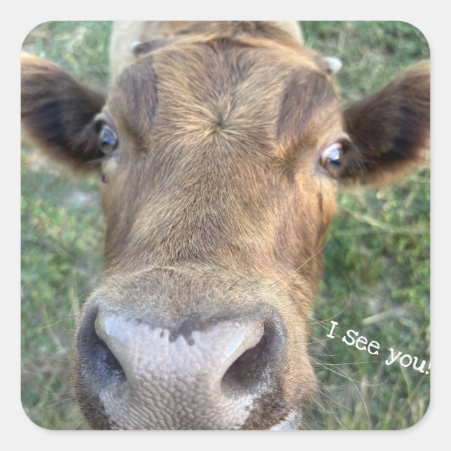 Adortable Kuh ist Nosey Sticker (Vorderseite)