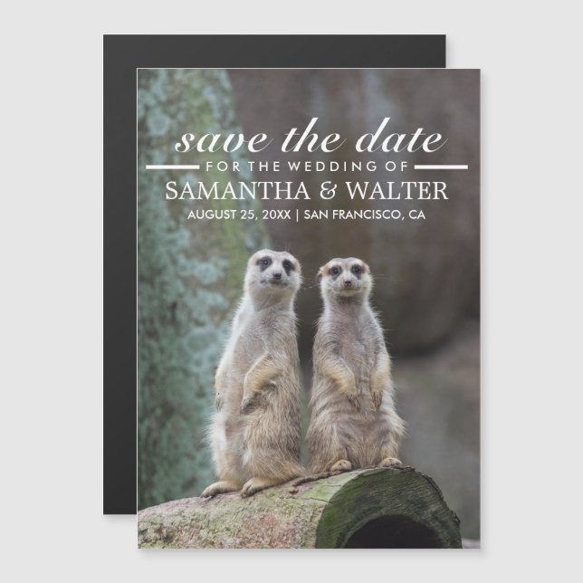 Adortable Meerkats Funny Expression Save the Date Magneteinladung (Vorne/Hinten)