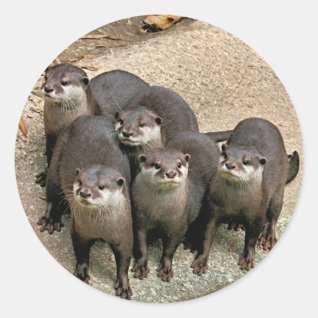 Adortable Otter Family Runder Aufkleber (Vorderseite)