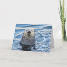 Adortable Sea Otter Flüchtigen Blicke