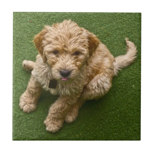 Adortable Welpe Fliese (Vorderseite)