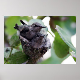Adortable Young Hummingbirds Foto Poster