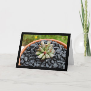 Adromischus, Sukkulente Karte