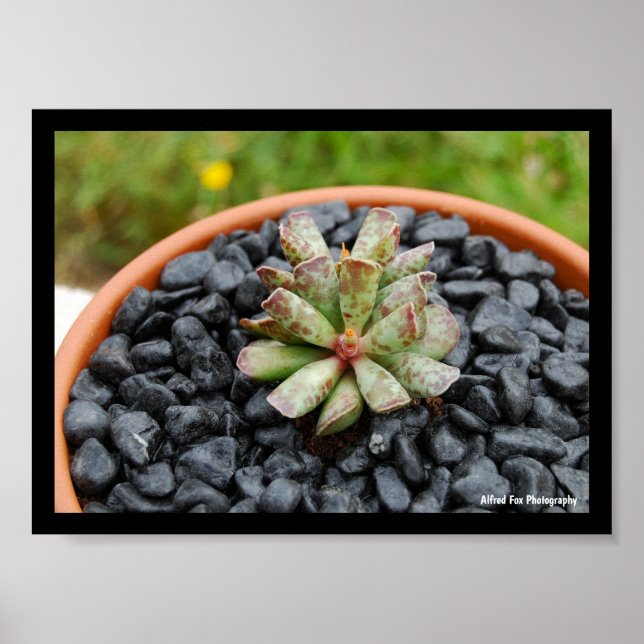 Adromischus, Sukkulente Poster (Vorne)