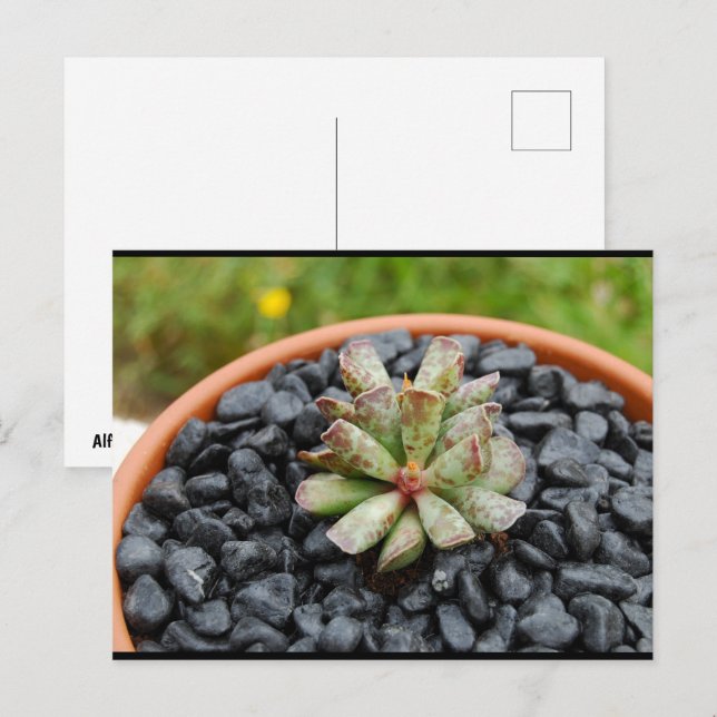 Adromischus, Sukkulente Postkarte (Vorne/Hinten)