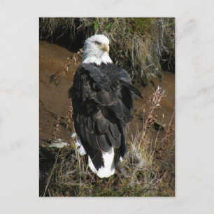 Adult Bald Eagle auf dem Ballyhoo-Berg Postkarte