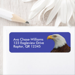 Adult Bald Eagle Bird of Prey