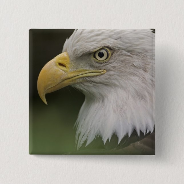 Adult Bald Eagle Portrait, Haliaeetus Button (Vorderseite)