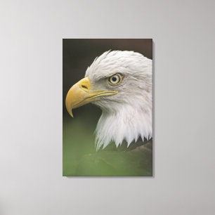 Adult Bald Eagle Portrait, Haliaeetus Leinwanddruck