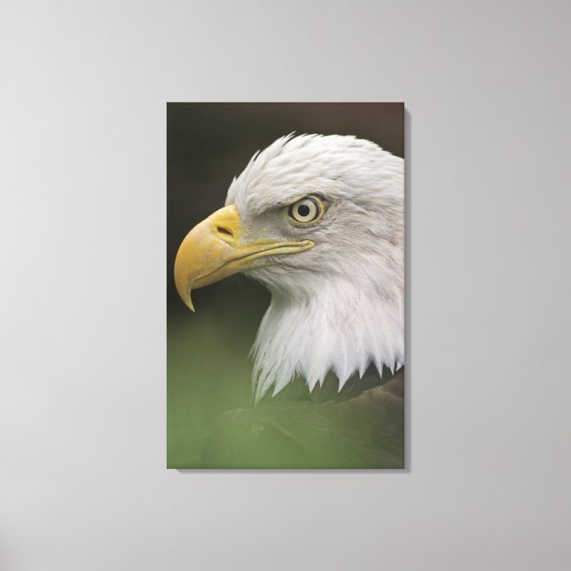 Adult Bald Eagle Portrait, Haliaeetus Leinwanddruck (Vorderseite)