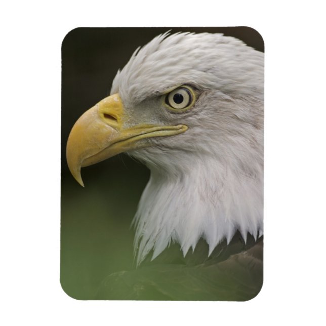 Adult Bald Eagle Portrait, Haliaeetus Magnet (Vertikal)