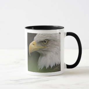 Adult Bald Eagle Portrait, Haliaeetus Tasse