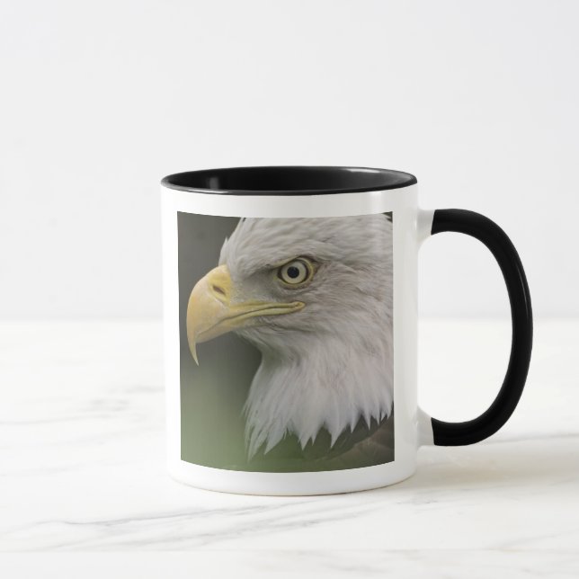 Adult Bald Eagle Portrait, Haliaeetus Tasse (Rechts)