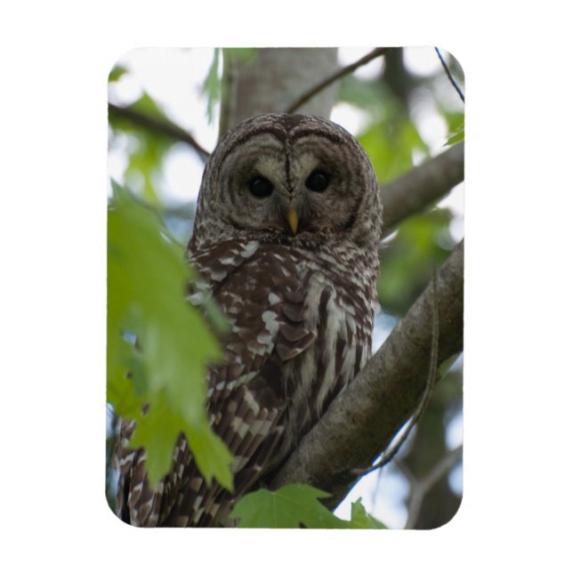 Adult Barred Owl Magnet (Vertikal)
