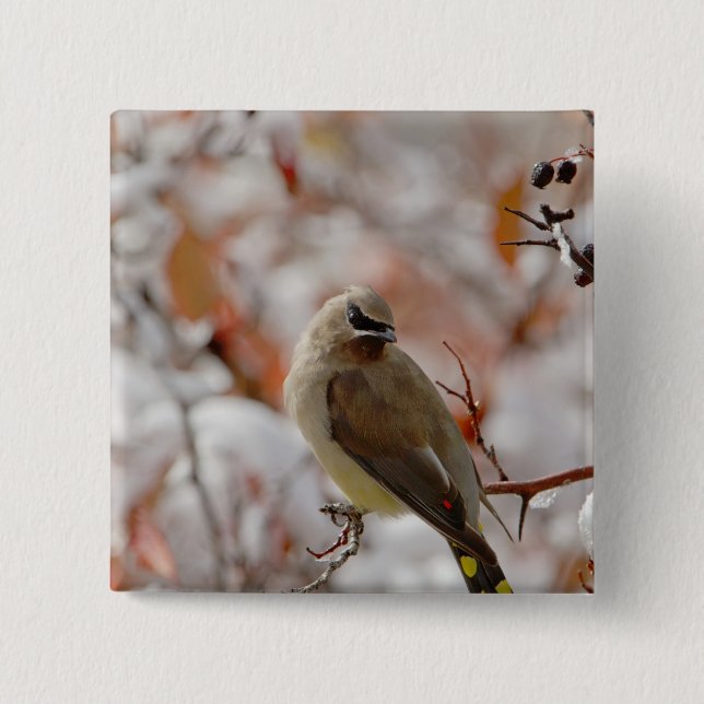 Adult Cedar Waxwing auf Schnee, Button (Vorderseite)