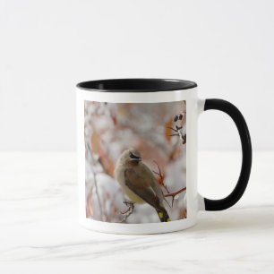 Adult Cedar Waxwing auf Schnee, Tasse