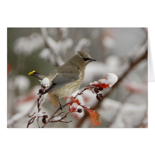 Adult Cedar Waxwing im Hasen mit Schnee (Vorderseite (Horizontal))