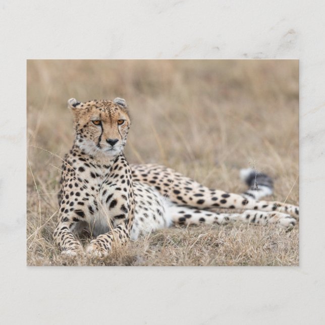 Adult Cheetah liegt in trockenem Gras Postkarte (Vorderseite)