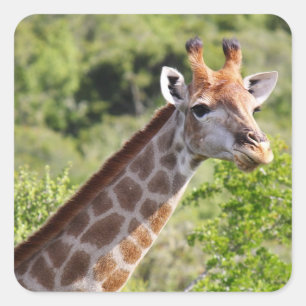 Adult Giraffe Face und Neck Quadratischer Aufkleber