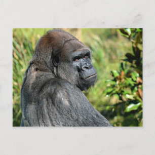 Adult Gorilla Postkarte