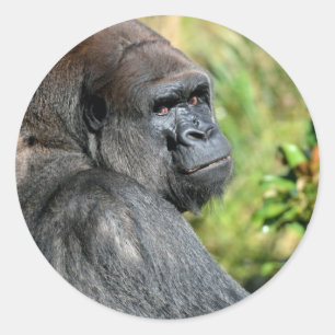 Adult Gorilla Runder Aufkleber