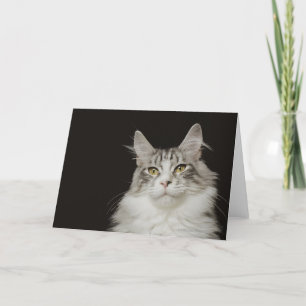 Adult Maine Coon Cat Karte