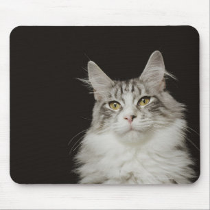 Adult Maine Coon Cat Mousepad