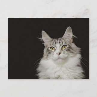 Adult Maine Coon Cat Postkarte