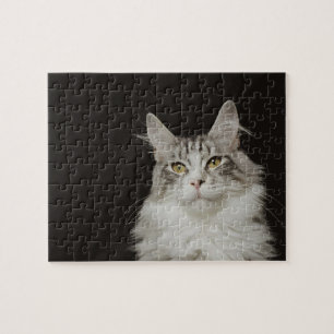 Adult Maine Coon Cat Puzzle