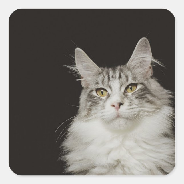 Adult Maine Coon Cat Quadratischer Aufkleber (Vorderseite)