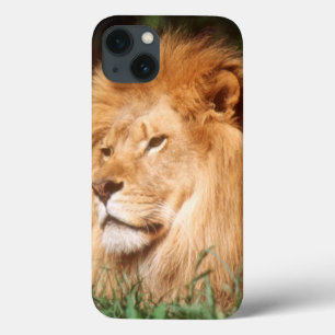 Adult male Lion iPhone 13 Hülle