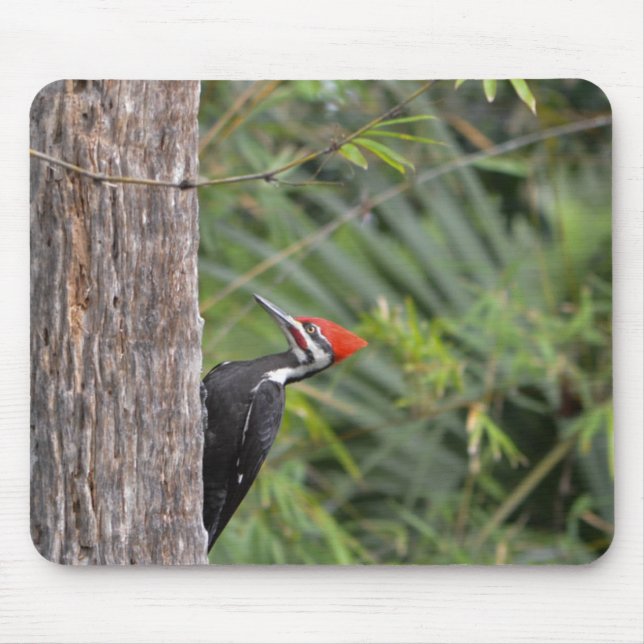 Adult Male Pileated Woodpecker Bird Profile Foto Mousepad (Vorne)