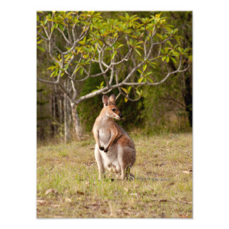 Adult Male Wallaby Australien Foto Print