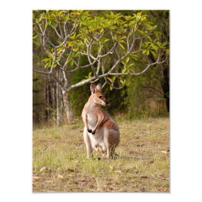 Adult Male Wallaby Australien Foto Print (Vorne)